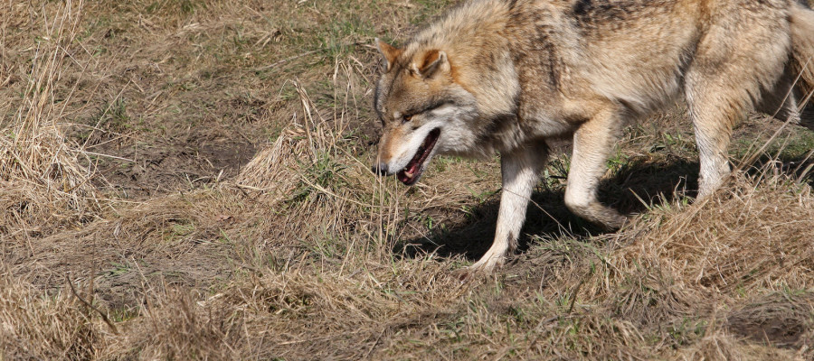 Demonstranten fordern sofortige Jagd auf Wölfe