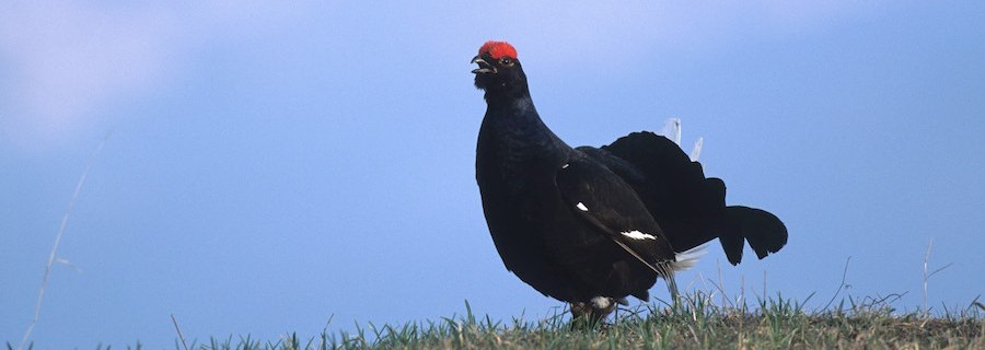 Wie das Birkwild doch noch überlebte
