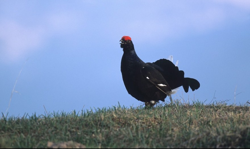 Balzender Birkhahn