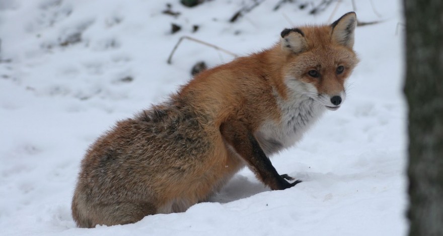 Ein kranker Fuchs mit Räude im Endstadium.
