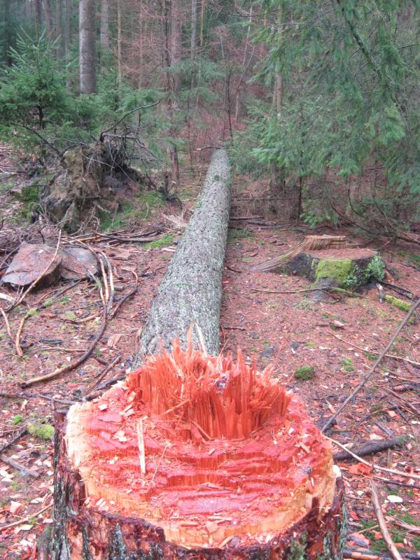 Deutlich sind die Spuren zu erkennen, die die Axt im Holz hinterlassen hat (Foto: Polizei)