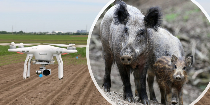 Drohnen sollen aus der Luft die Wildschweine aufspüren und den Jägern so die Jagd erleichtern.