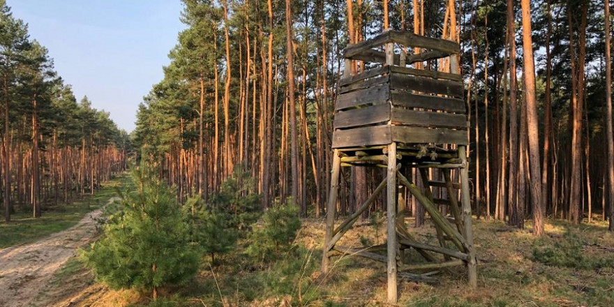 Ein Drückjagdbock im Kiefernwald.