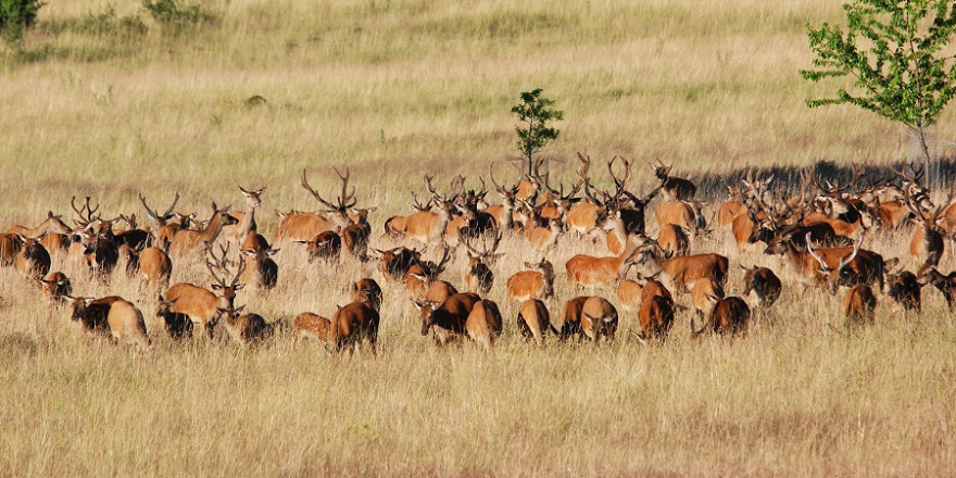 Durch die Beweidung mit Rothirschen bleiben ökologisch wertvolle Offenlandlebensräume mit streng geschützten Arten erhalten (Foto: Marcus Meißner/Institut für Wildbiologie).