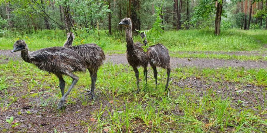 Die vier jungen Emus (Foto: Polizei)