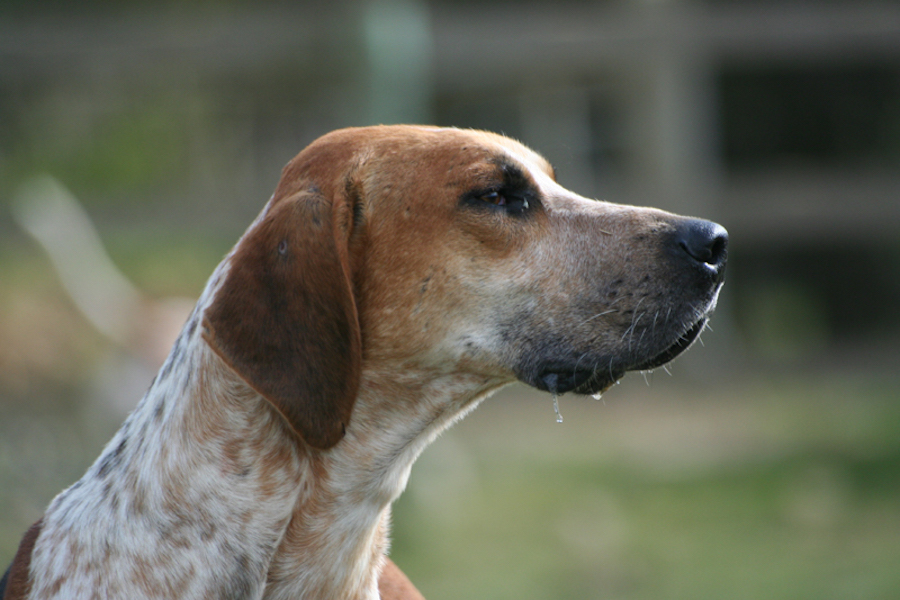 Foto: Flickr user Thowra_uk, English Foxhound portrait, CC BY 2.0