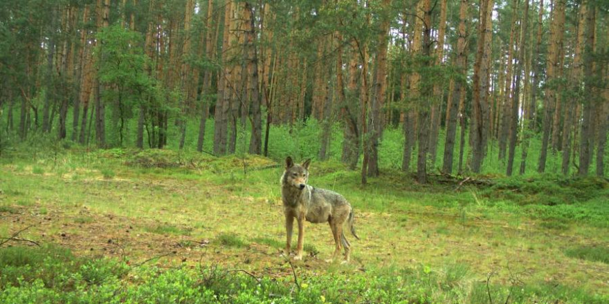 Diese Aufnahme einer Wildkamera zeigt eine Fähe mit Gesäuge (Foto: © sbs broht / Ralf Schreyer) 