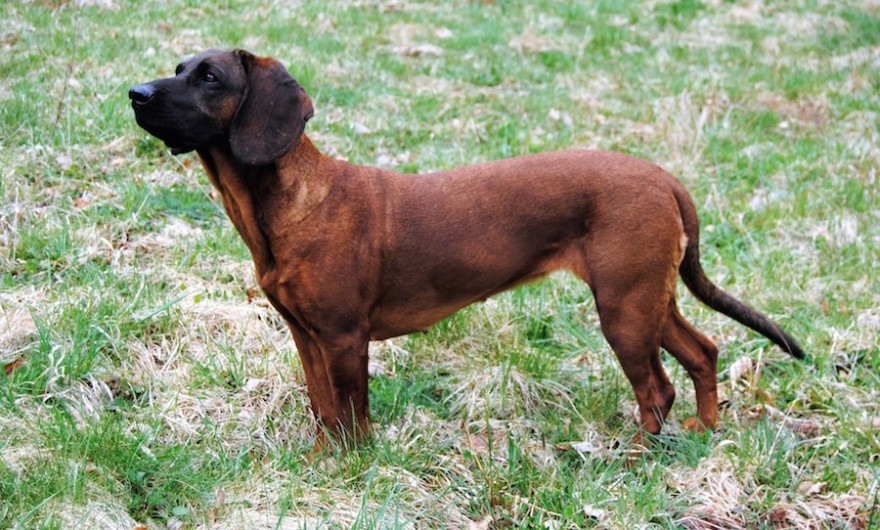 Hannoverscher Schweißhund