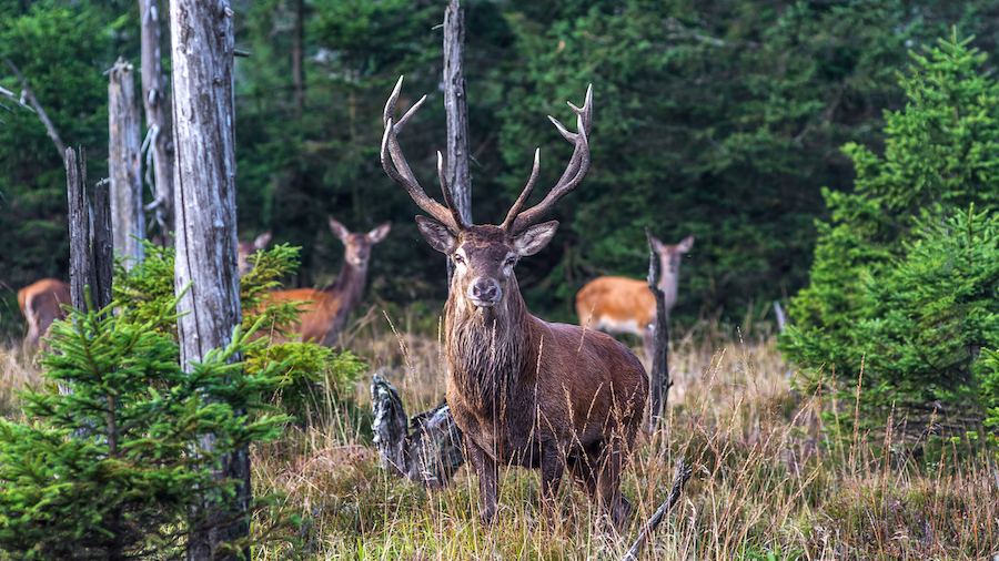 Hirsch