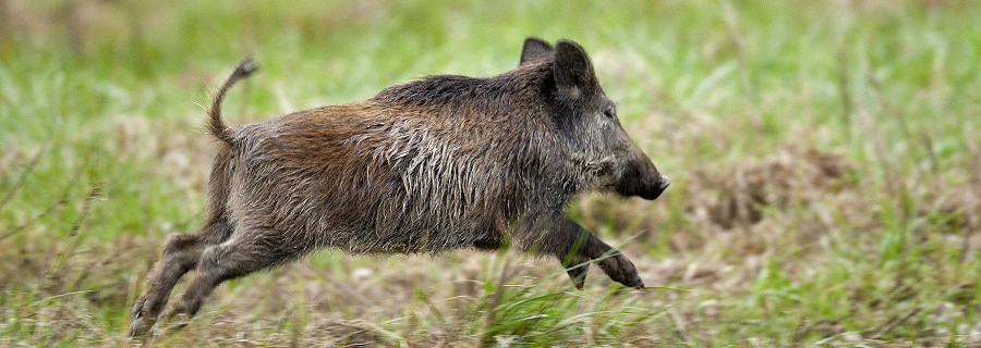 Afrikanische Schweinepest: Bisher größter Ausbruch in Polen
