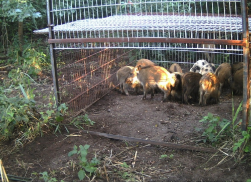 Frischlinge in Fanganlage bei Tag