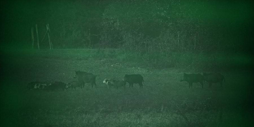 Eine Rotte Wildschweine auf einem Feld (Foto: Karl-Heinz Fritschek)