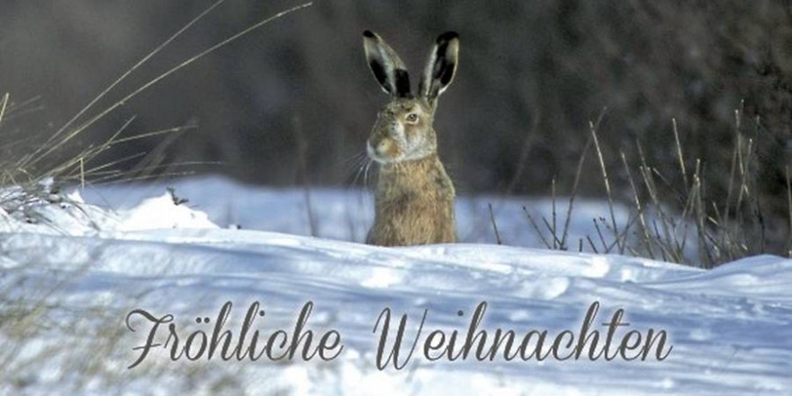 Hase im Schnee (Foto: Eugène Reiter)