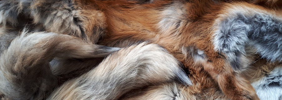 Peta schimpft Grüne