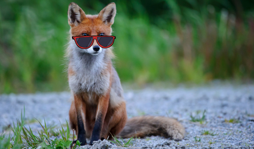 Tiere haben unterschiedliche Strategien, um im Sommer cool zu bleiben. (Quelle: Rolfes/DJV)