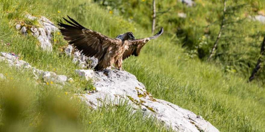 Bavarias erster Ausflug in Freiheit. Hier mit ausgebreiteten Flügeln auf einem Felsen sitzend (Foto: Richard Straub/LBV)