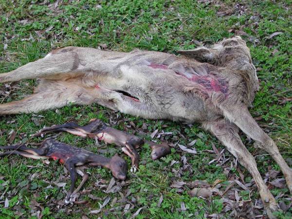 Leider sind es oftmals hochbeschlagene Ricken oder unerfahrene Jungtiere, die im Frühjahr wildernden Hunden zum Opfer fallen. Diese Rehgeiß, die kurz vor dem Setzten stand, wurde in Bayern gerissen und hatte in ihrem Zustand keine Chance, dem Hund zu entkommen (Foto: BJV)