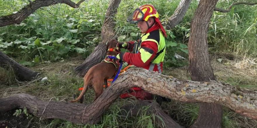 Schweißhundeführer mit Schweißhund (Foto: S. Grimm)