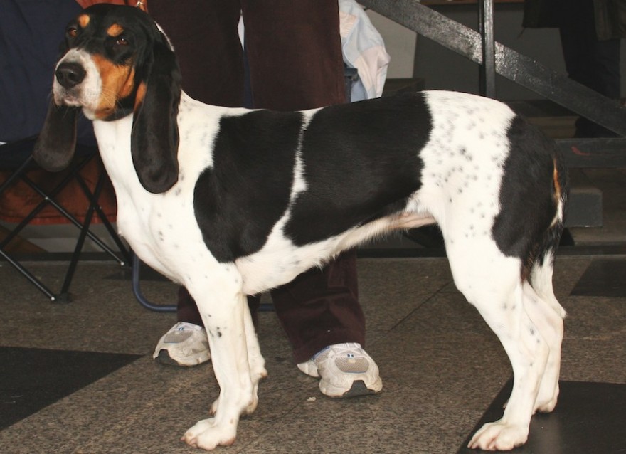 Berner Laufhund