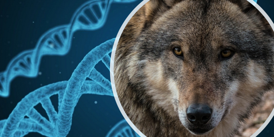 DNA-Analysen lassen immer wieder die Frage aufkommen, wieviel Wolf eigentlich in den europäischen Wolfsbeständen vorhanden ist.