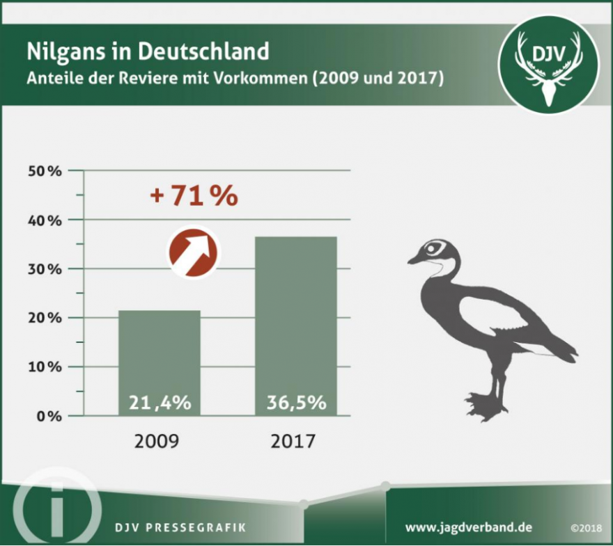 Nilgans in Deutschland