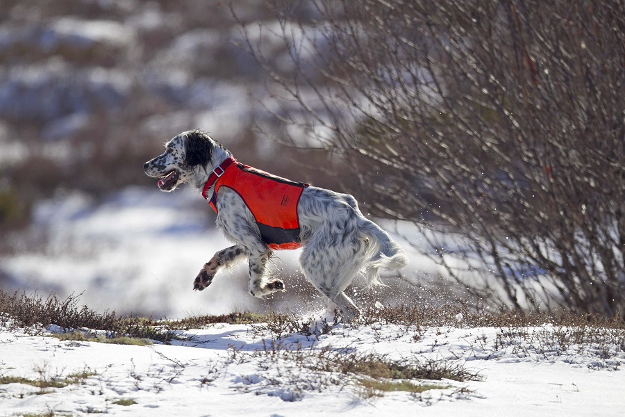 Ein Jagdhund im Einsatz.