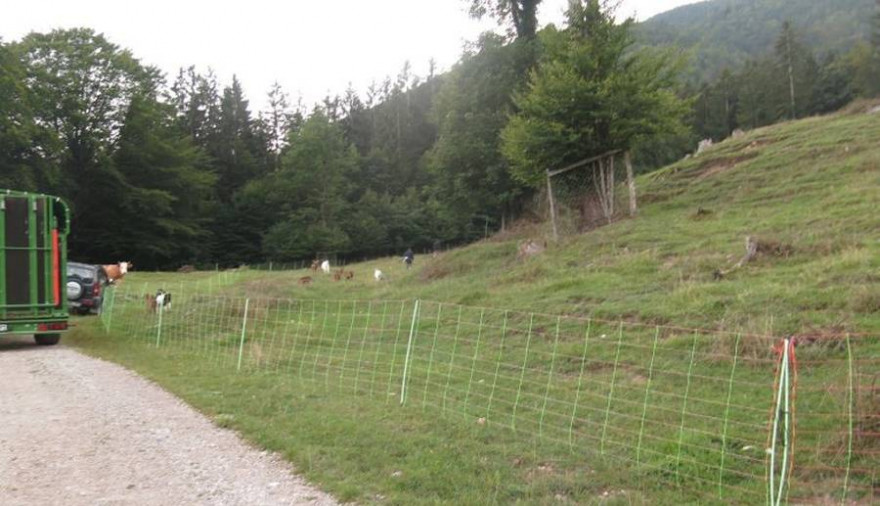 Die Hangweide, auf der Schaf und Ziege gerissen wurden (Foto: Polizei)