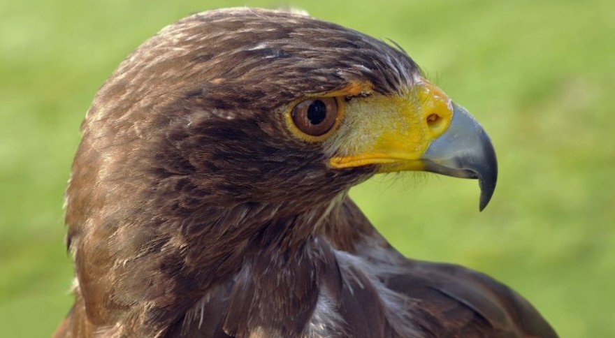 Wüstenbussard