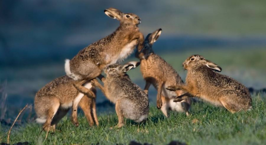 Fünf Hasen auf einer Wiese (Foto: Erich Marek)