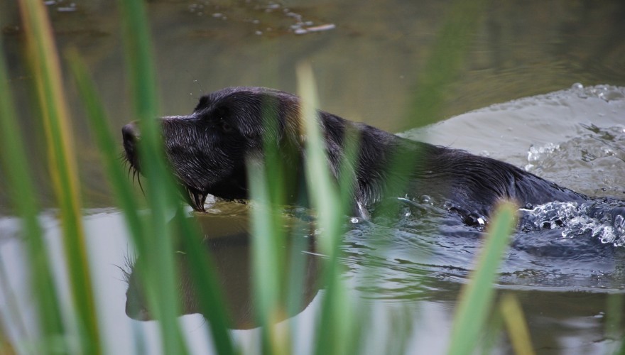 Hund im Wasser