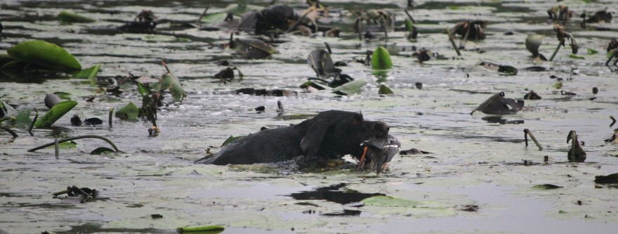 Jagdhund im Wasser