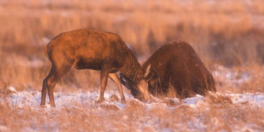 Immer wieder forderte der Rothirsch den Wisent regelrecht auf, sich mit ihm im (spielerischen) Kampf zu messen (Foto: Burkhard Stöcker)