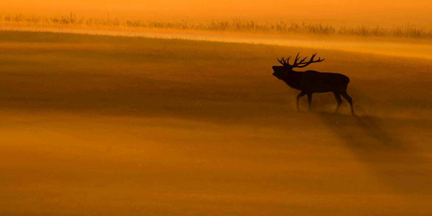 Ein röhrender Hirsch (Foto: Burkhard Stöcker)