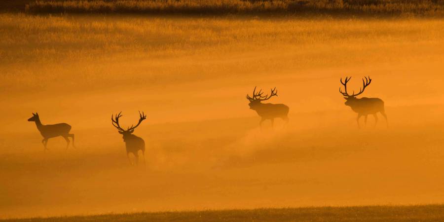 Drei Hirsche mit einem Stück Kahlwild (Foto: Burkhard Stöcker)