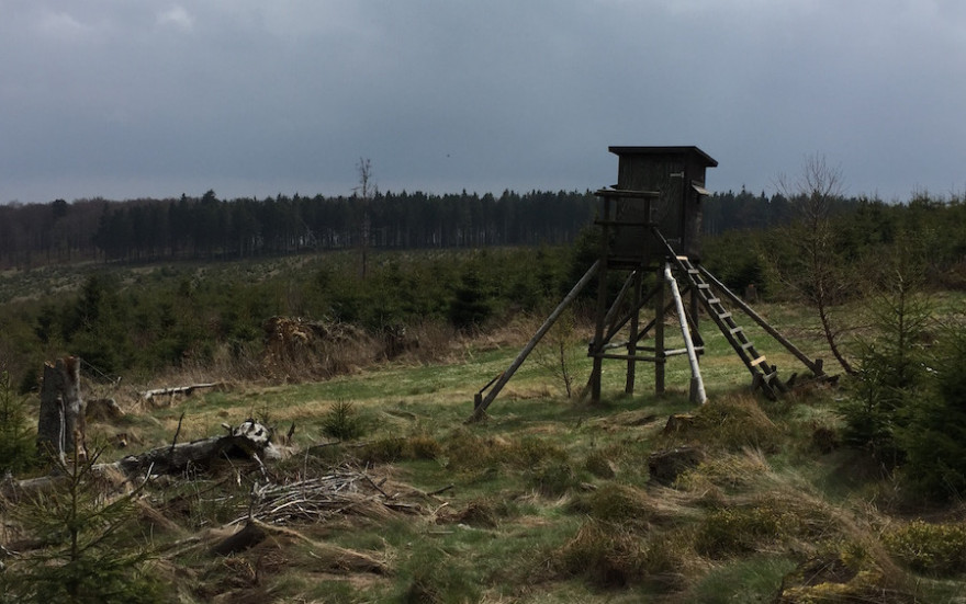 Hochsitz auf Windwurffläche