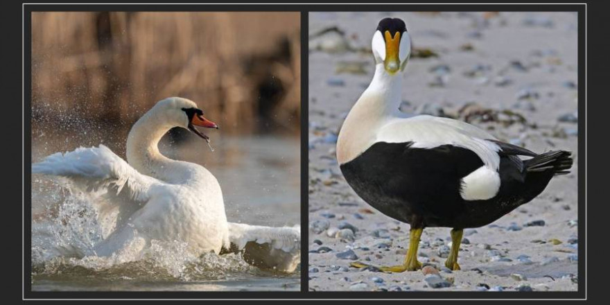 Höckerschwan und Eidererpel (Foto: Dr. Georg Wietschorke/ Psubraty)