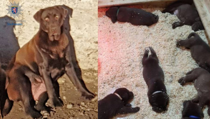 Die schokobraune Labradorhündin mit ihren 5 Wochen alten Welpen (Fotos: Polizei)