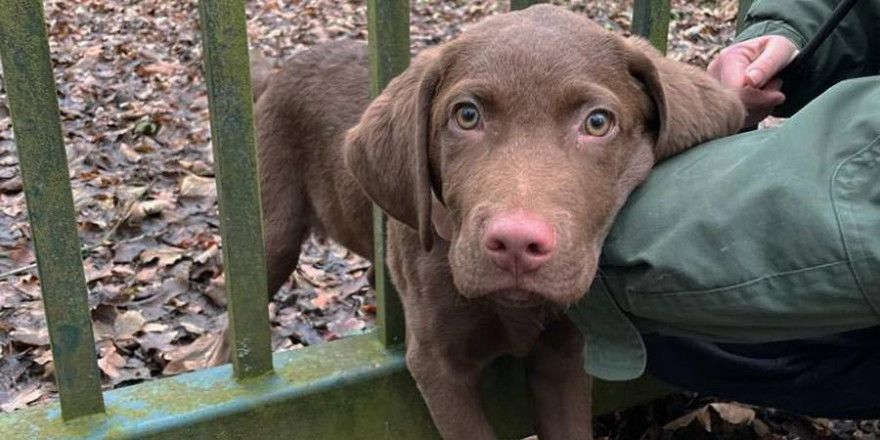 Der Hundewelpe blieb bei dem Versuch durch das Gitter eines Eisentores zu schlüpfen hängen (Bildquelle: Feuerwehr Herdecke)