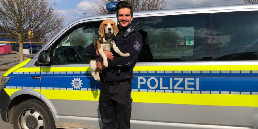 Beaglehündin „Käthe“ mit einem der beteiligten Polizisten (Foto: Polizei)