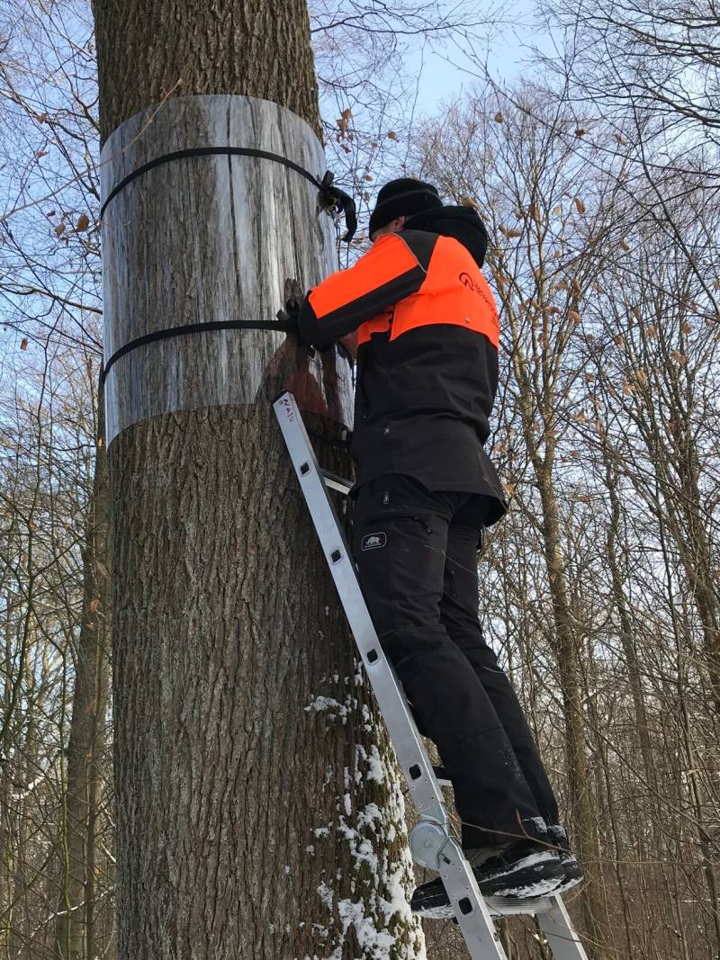 Anbringen eines Schutzes gegen Prädatoren (Foto: HessenForst)