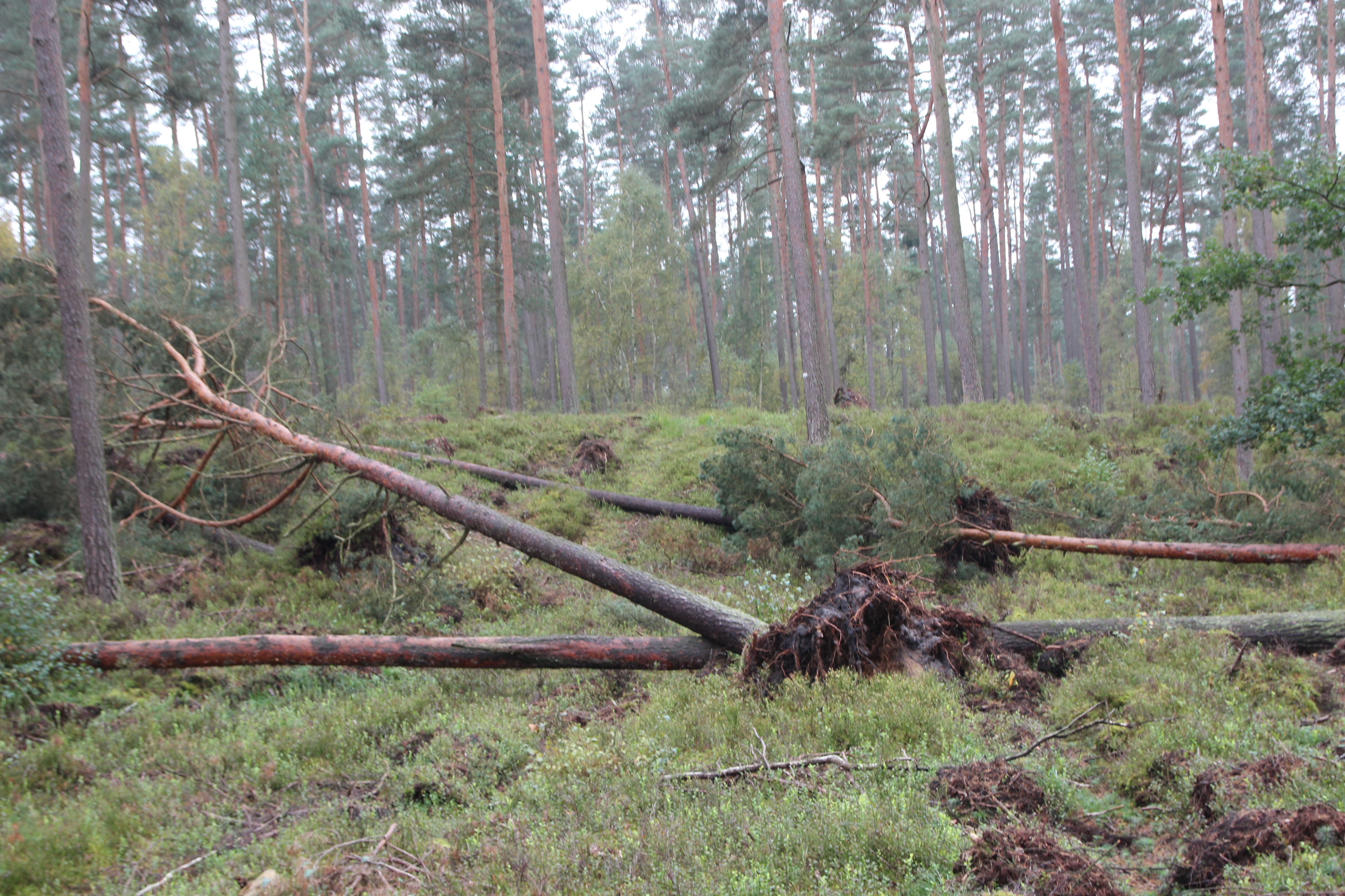 Umstürzende Bäume stellen eine tödliche Gefahr auf und gerade abseits von Wegen dar. (Foto: Niedersächsischen Landesforsten)