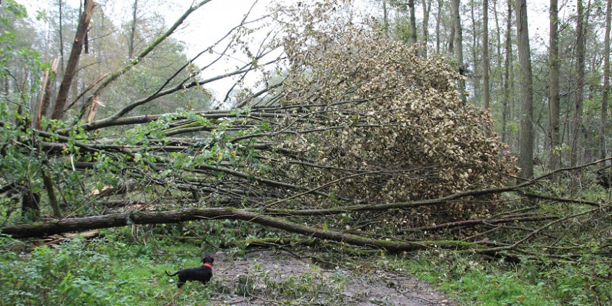 Um nicht von herumfliegenden Ästen und umstürzenden Bäumen gefährdet zu werden bitten die Niedersächsischen Landesforsten die Bürger Wälder am Sonntag zu meiden. (Foto: Niedersächsischen Landesforsten)