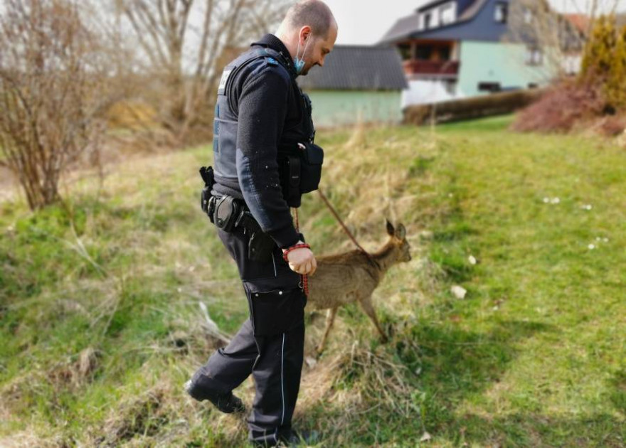 Das verunfallte Reh wurde von einem Polizeibeamten eskortiert (Foto: Polizeiinspektion Sonneberg)