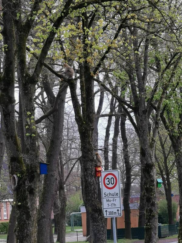 Die beiden Affen auf umliegenden Bäumen (Foto: Polizei)