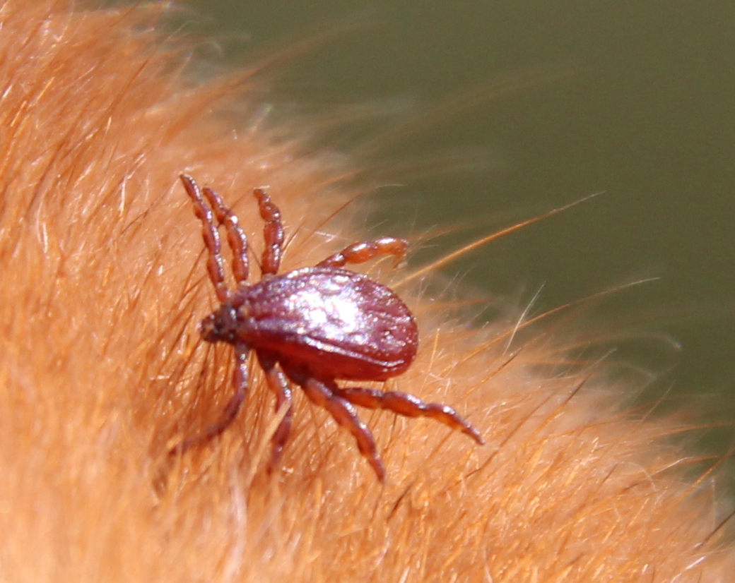 Das warme und v. a. trockene Klima in Wohnungen ist ideal für die Braune Hundezecke. Bild: Universität Hohenheim/Katrin Fachet