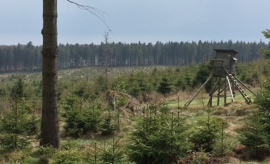 Hochsitz im Wald