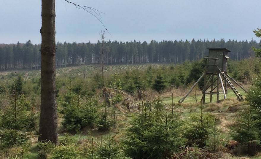 Hochsitz im Wald