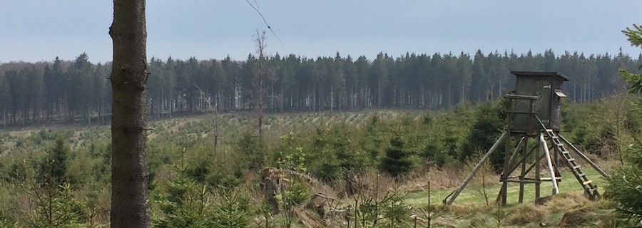 Checkliste Bockjagd (I): Revierausstattung