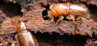 Der Käfer und die Wirklichkeit