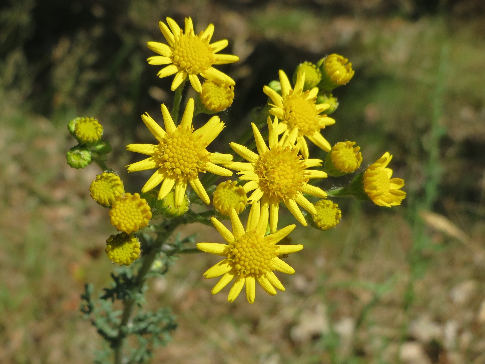 Jakobs-Kreuzkraut (Foto: WikimediaImages)